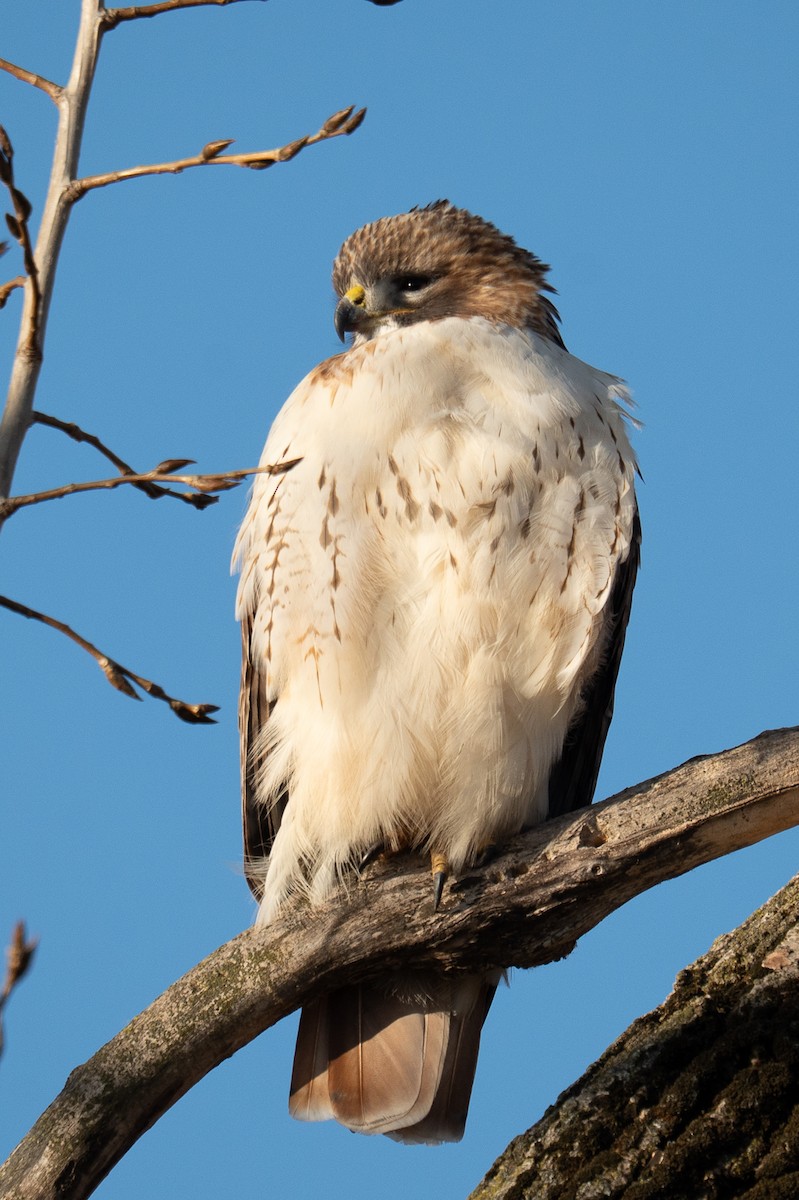 Red-tailed Hawk - ML647307415