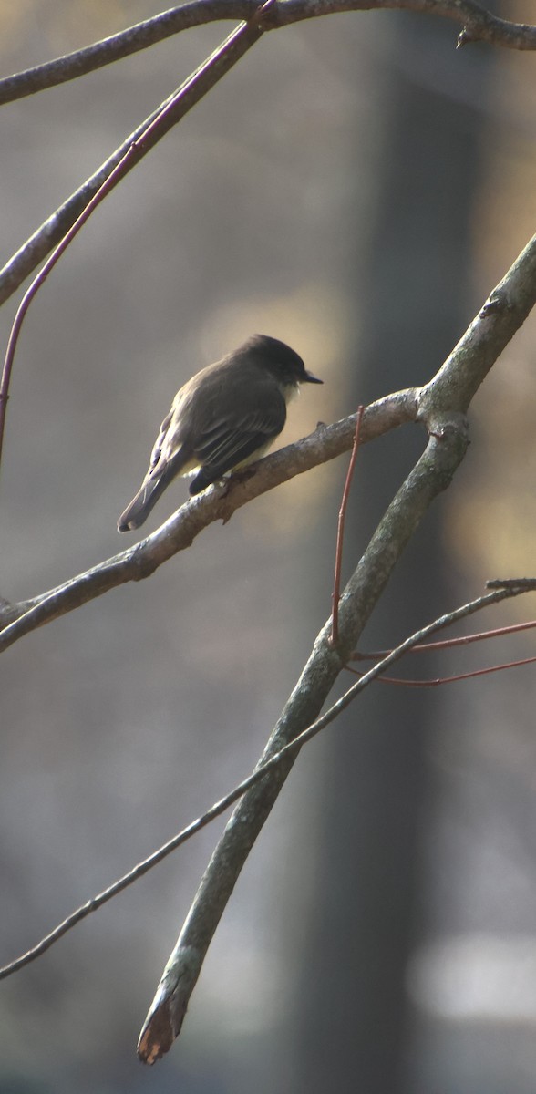 Eastern Phoebe - ML647307420