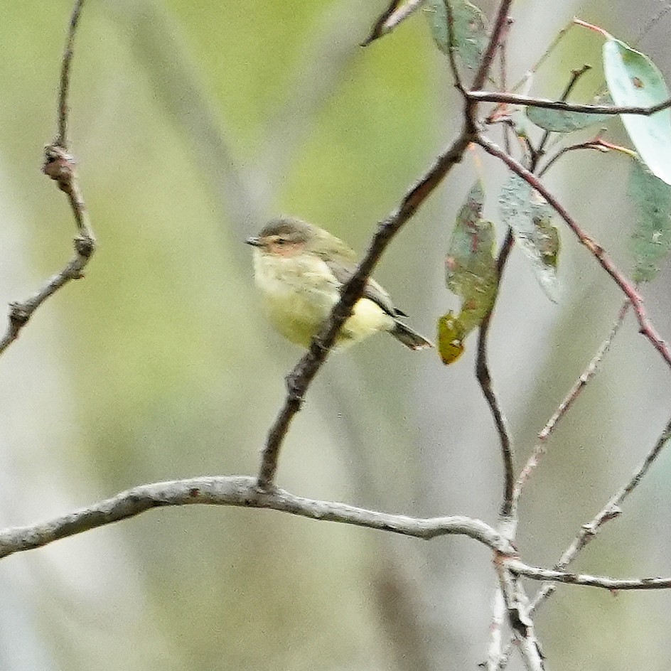 stumpnebb - ML647307422