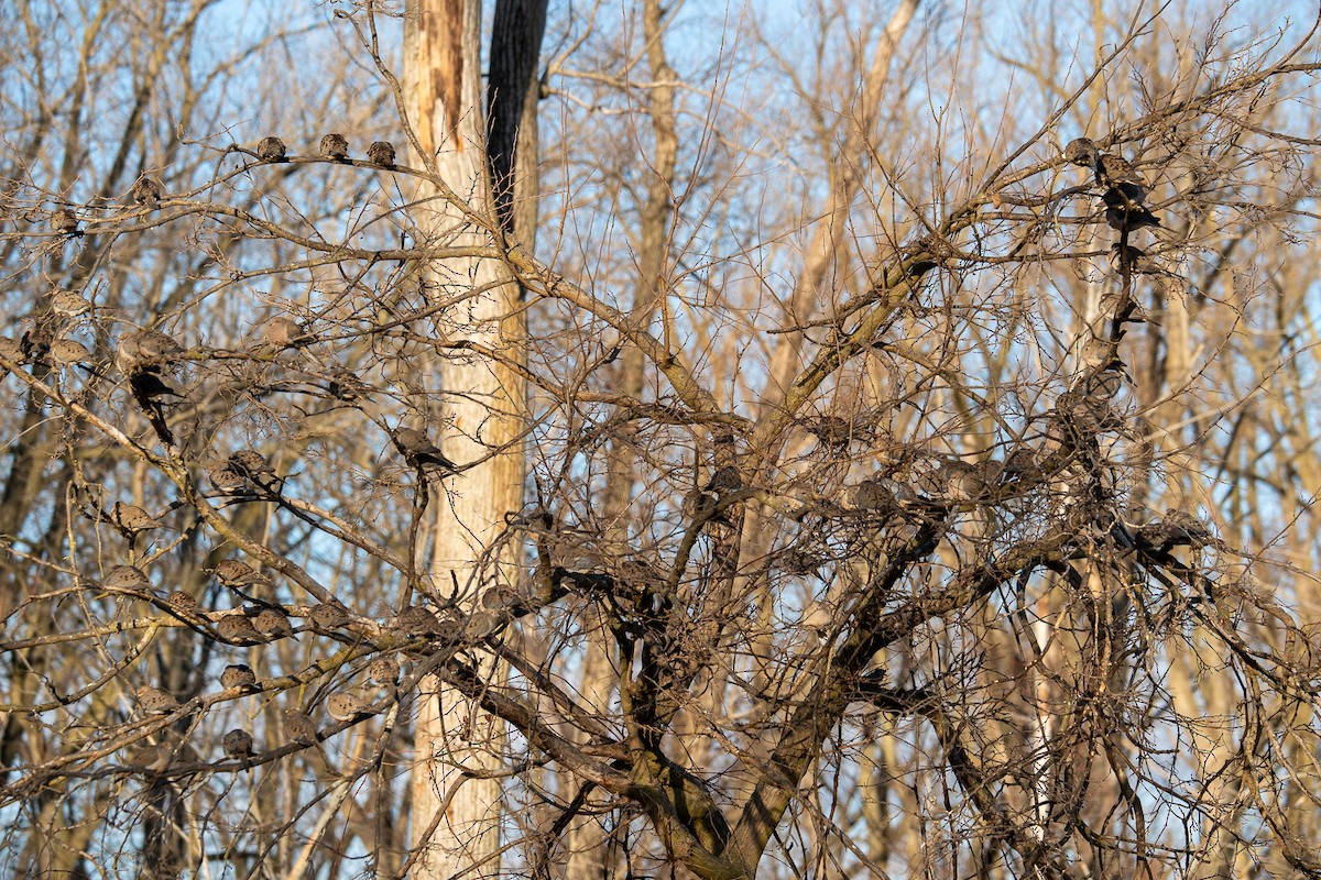 Mourning Dove - ML647307431