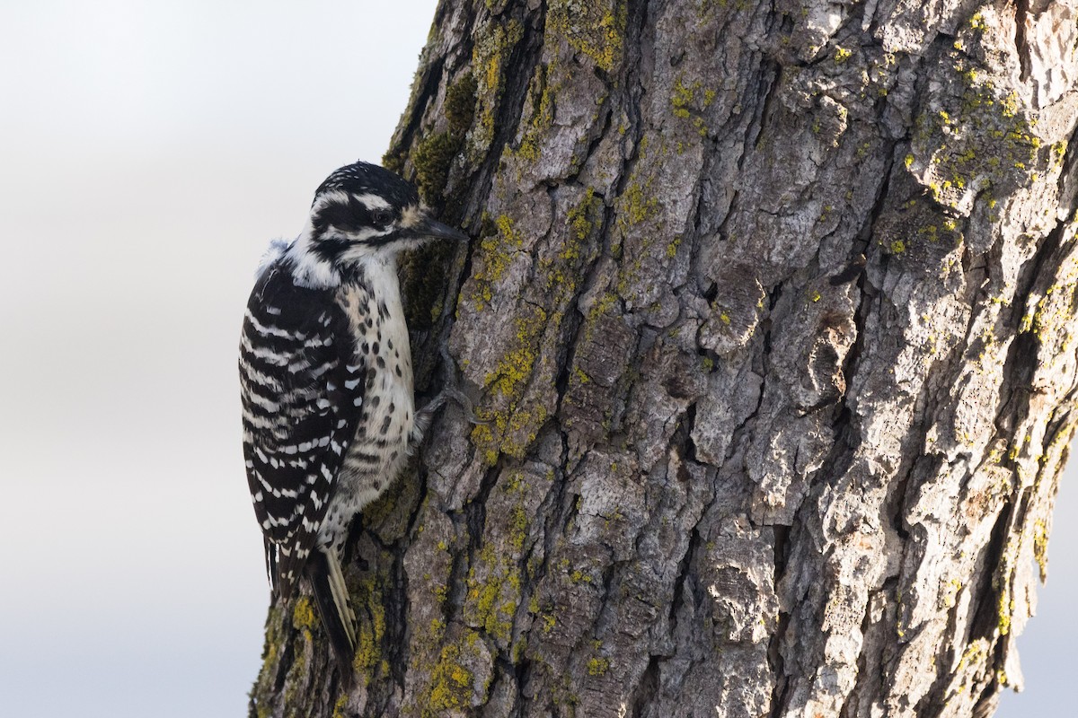 Nuttall's Woodpecker - ML647307433