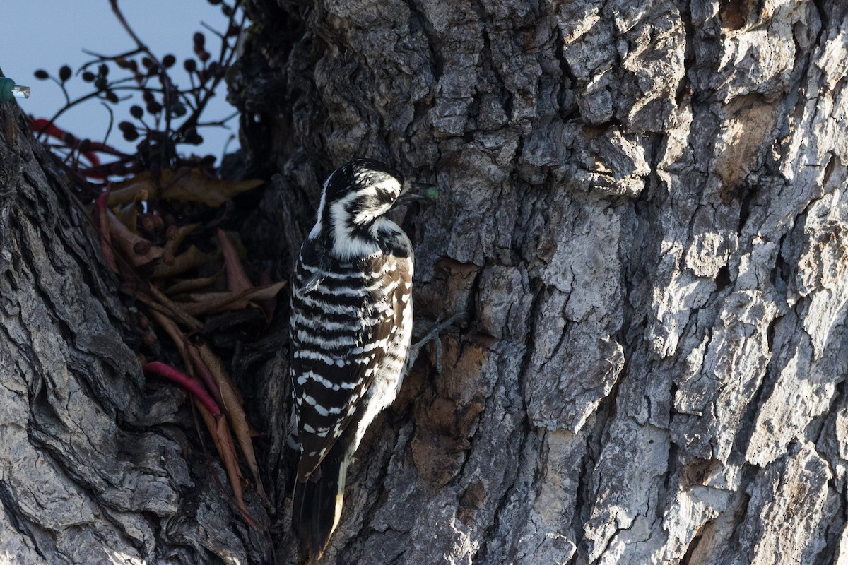 Nuttall's Woodpecker - ML647307434