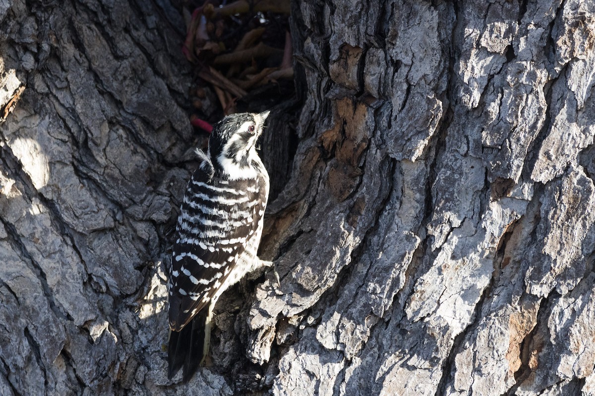 Nuttall's Woodpecker - ML647307437