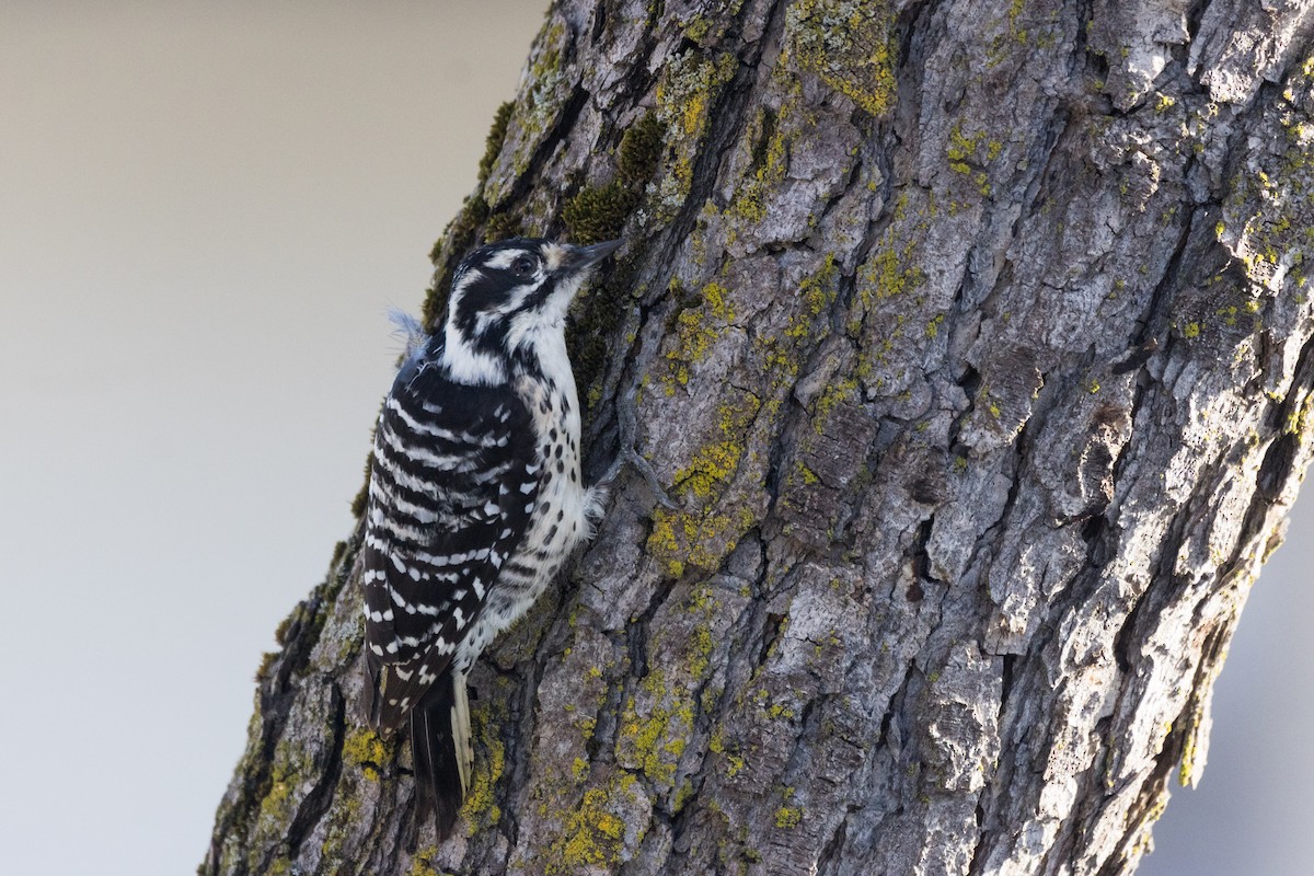 Nuttall's Woodpecker - ML647307439