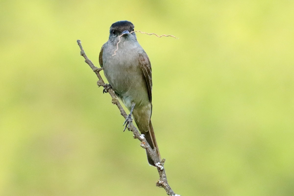 Crowned Slaty Flycatcher - ML647307446