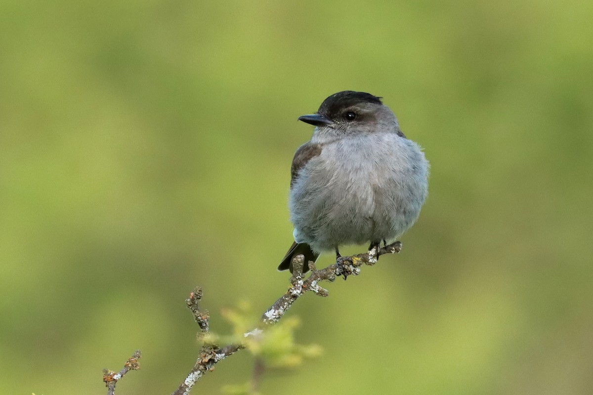 Crowned Slaty Flycatcher - ML647307447