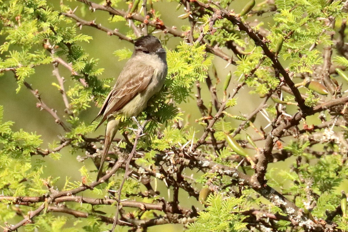 Crowned Slaty Flycatcher - ML647307448