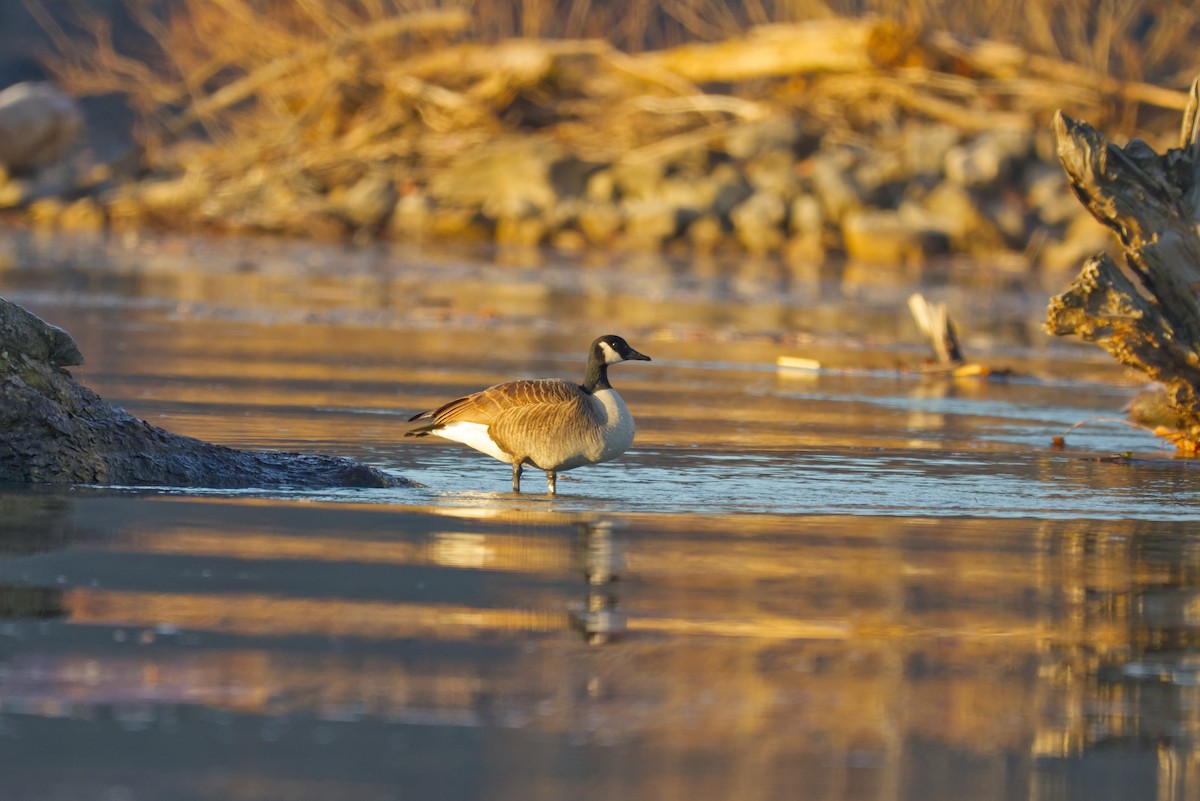 Canada Goose - ML647307450