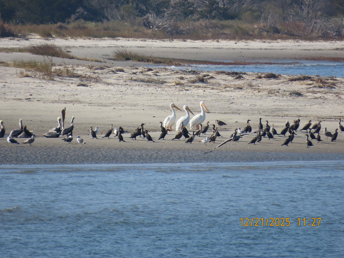 American White Pelican - ML647307451