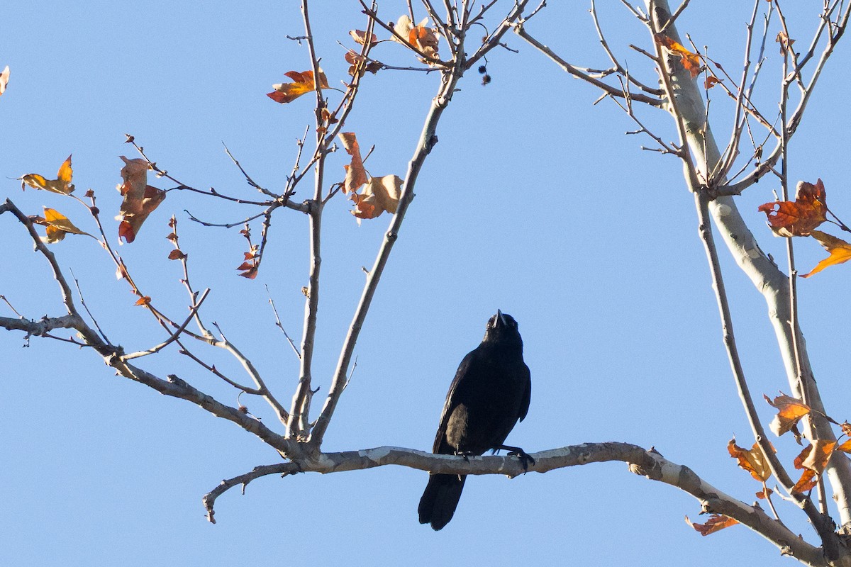 American Crow - ML647307452
