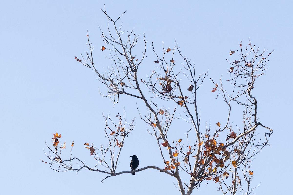 American Crow - ML647307453