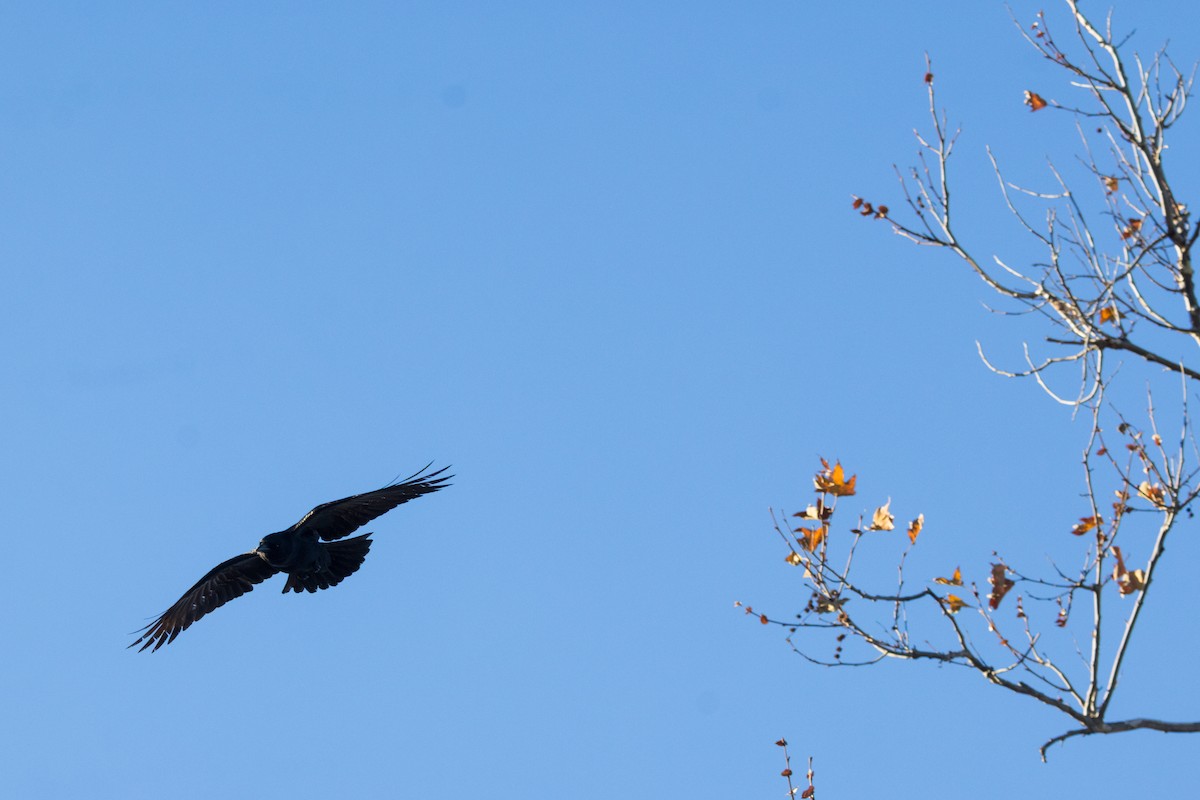 American Crow - ML647307454