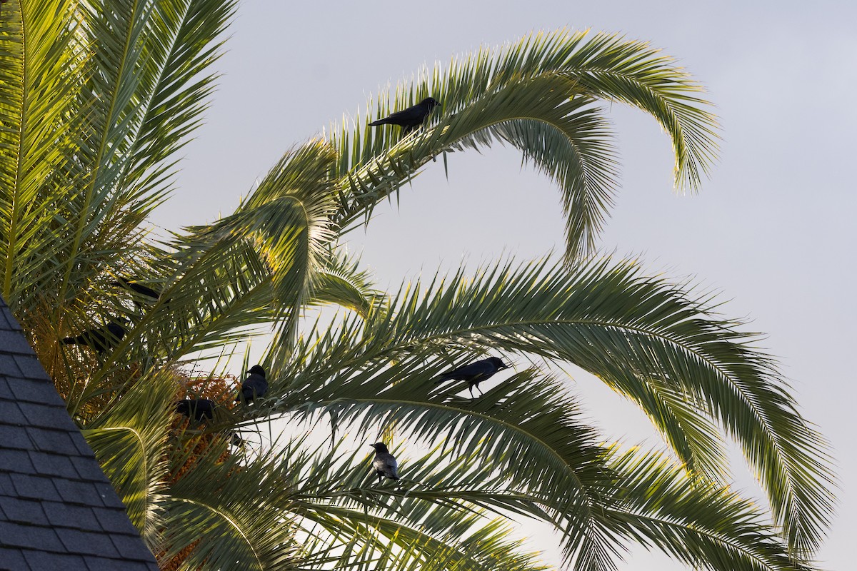 American Crow - ML647307455