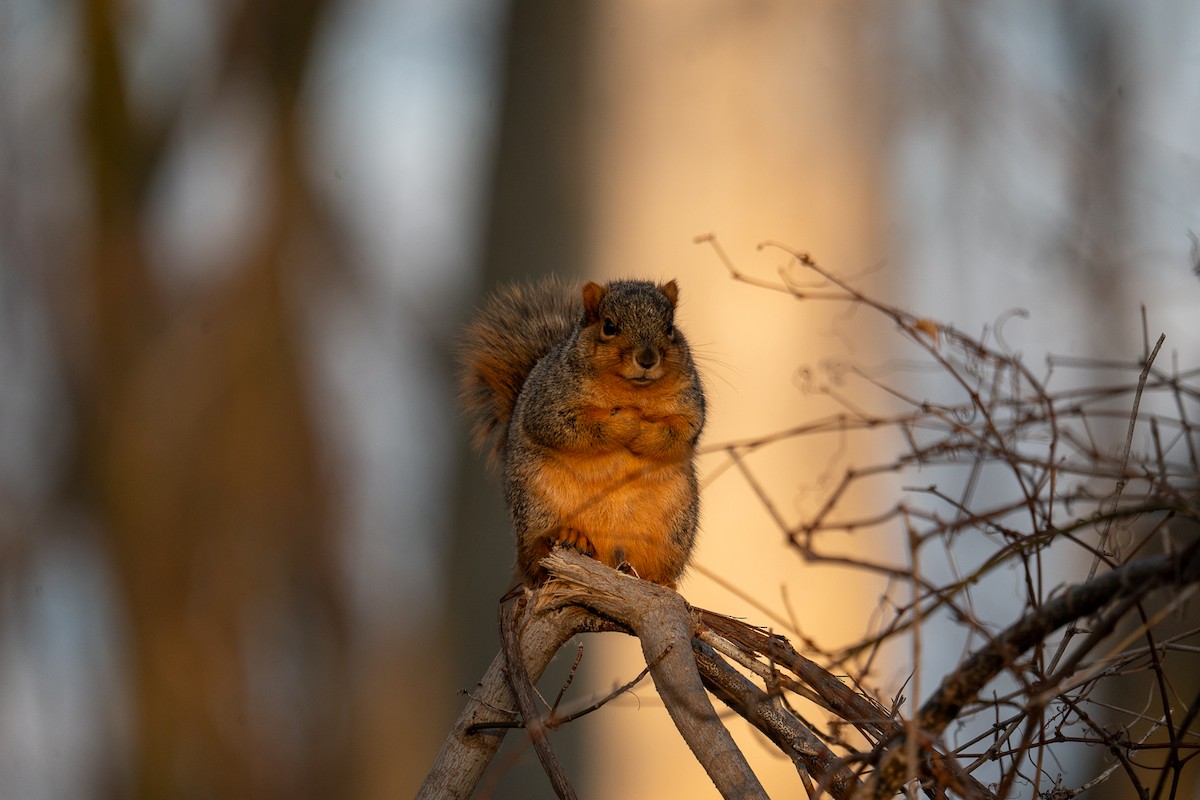 Eastern Fox Squirrel - ML647307456