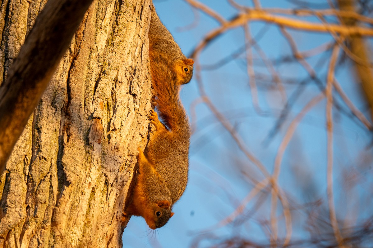 Eastern Fox Squirrel - ML647307457
