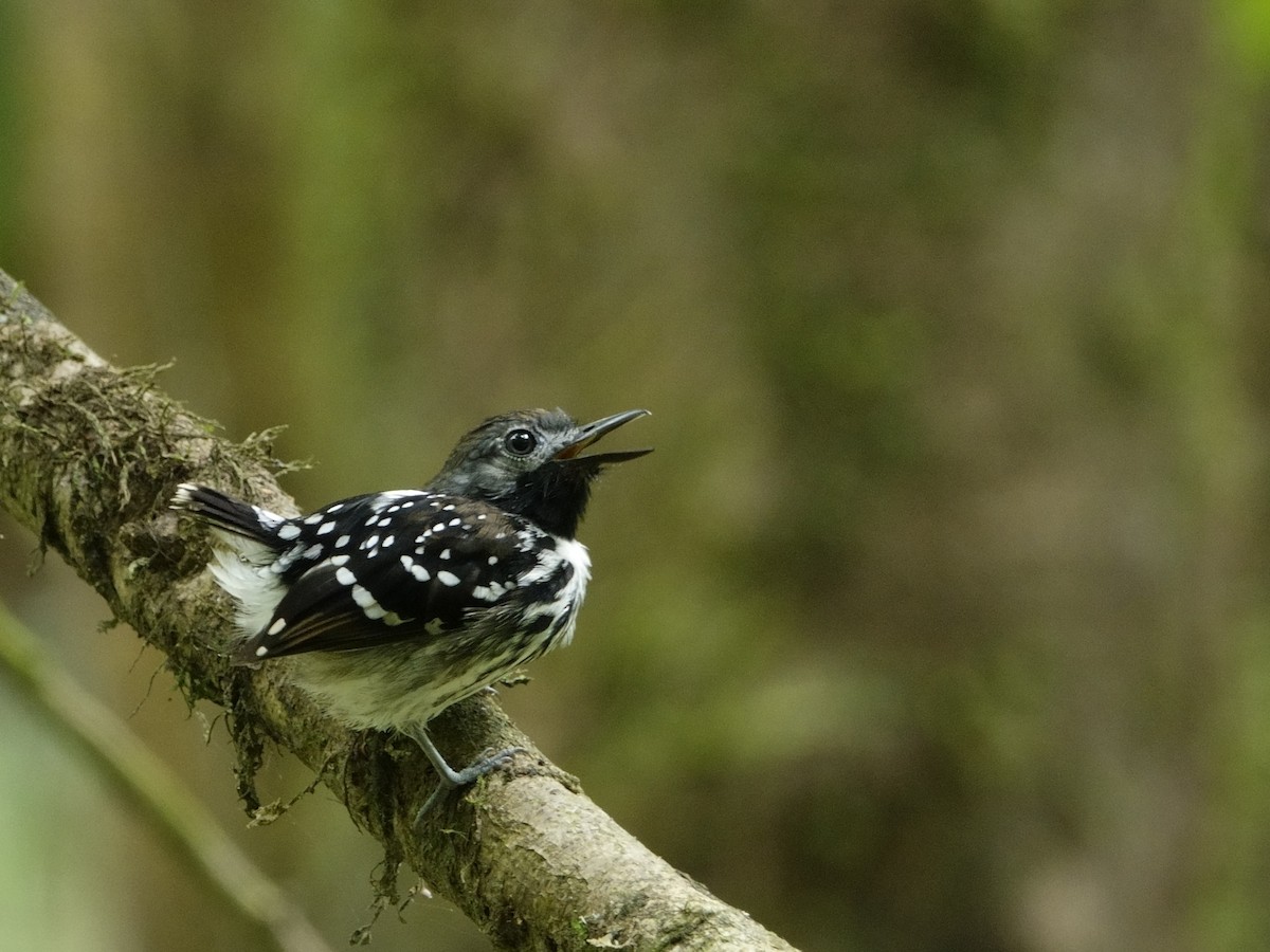 Dot-backed Antbird - ML647307460