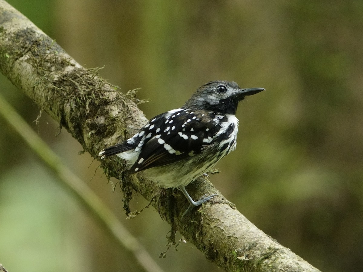 Dot-backed Antbird - ML647307461