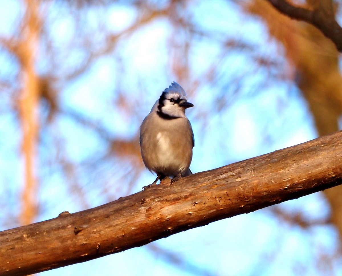 Blue Jay - ML647307462