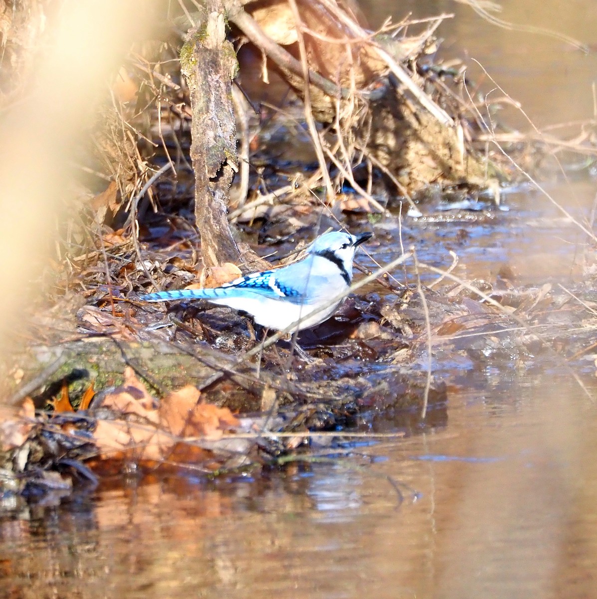 Blue Jay - ML647307463