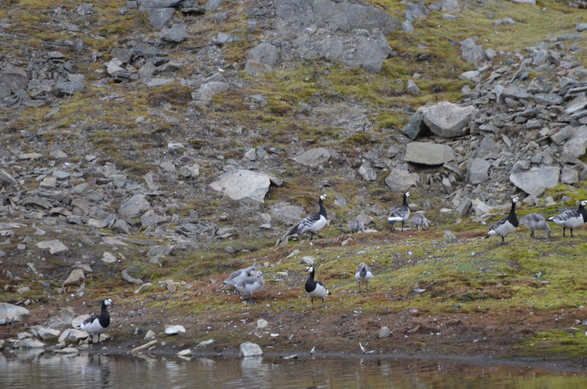 Barnacle Goose - ML647307464