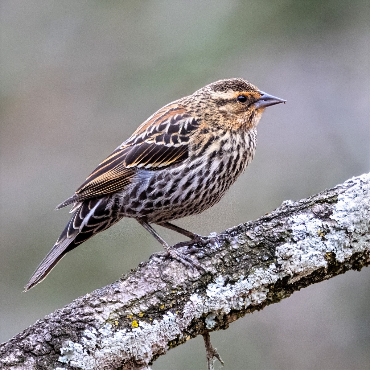 Red-winged Blackbird - ML647307465