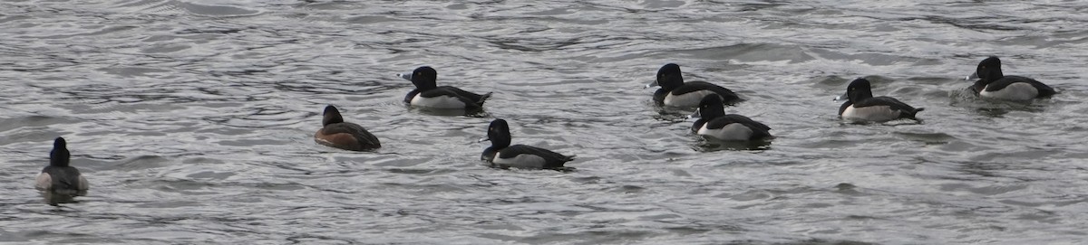 Ring-necked Duck - ML647307466