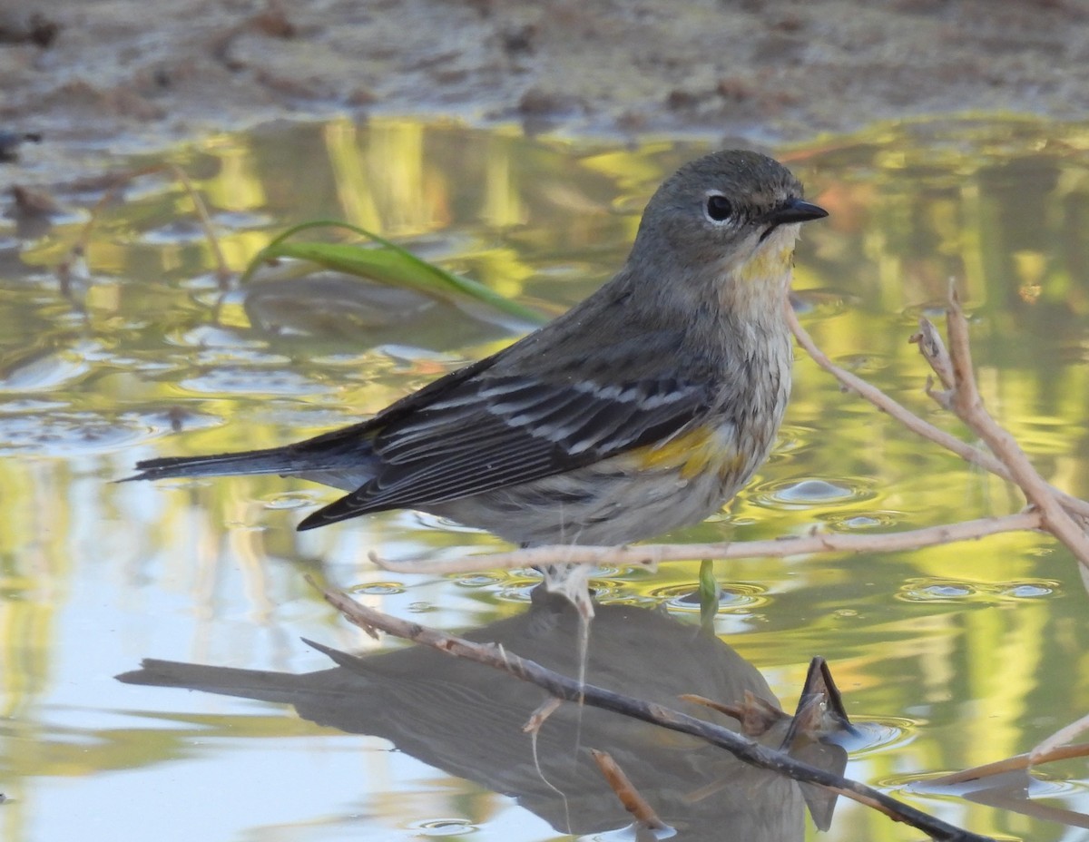 Yellow-rumped Warbler - ML647307467