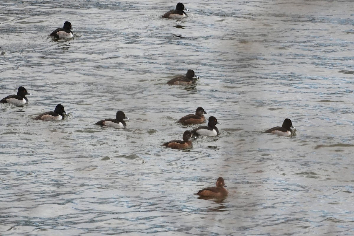 Ring-necked Duck - ML647307468
