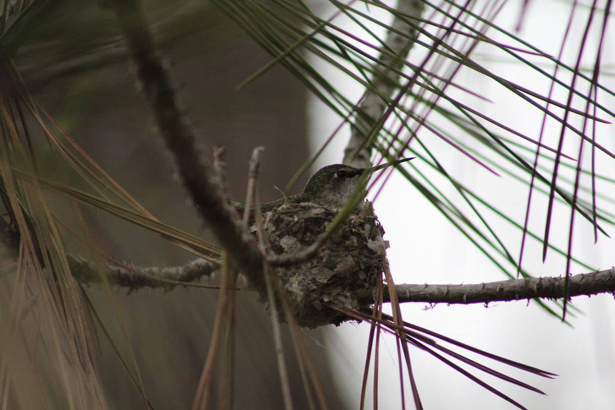 Anna's Hummingbird - ML647307469