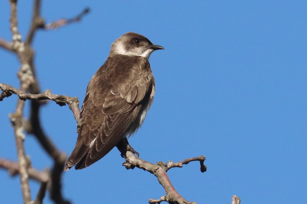 Brown-chested Martin - ML647307470