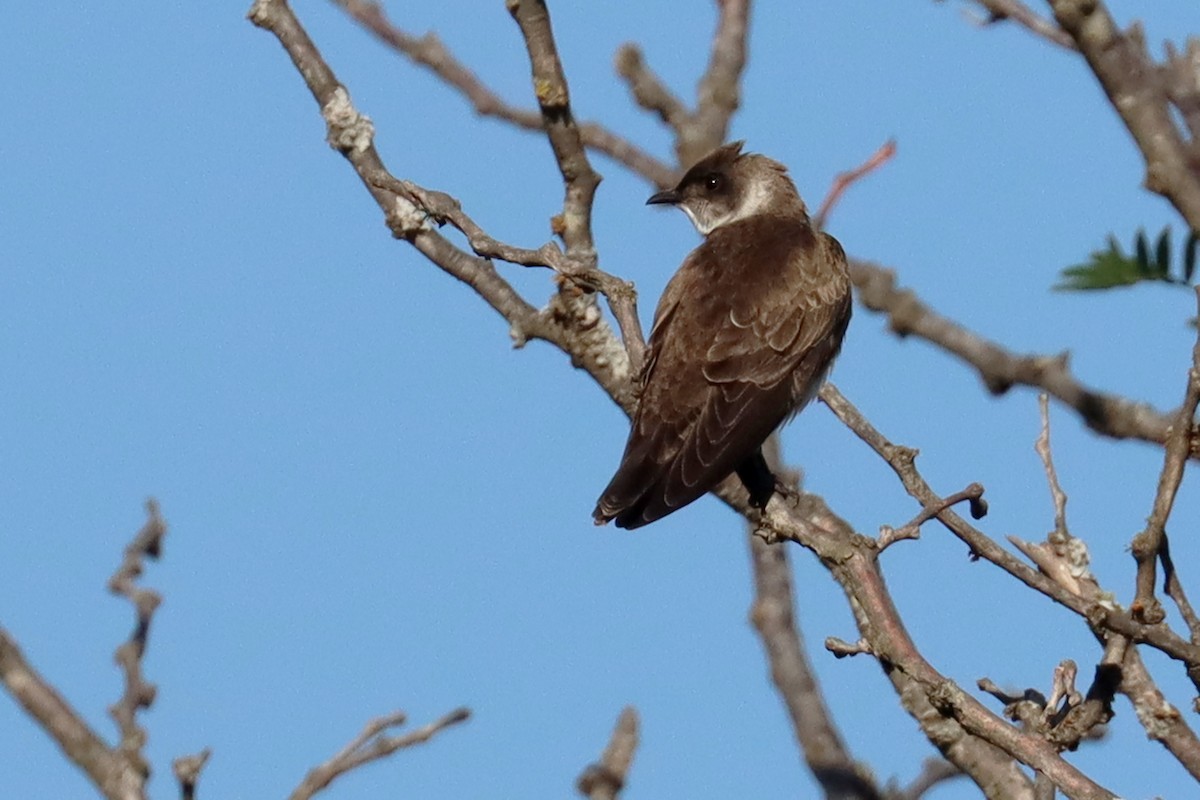 Brown-chested Martin - ML647307472