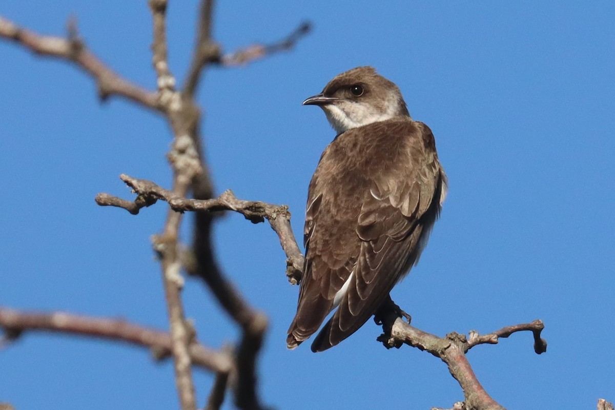 Brown-chested Martin - ML647307473