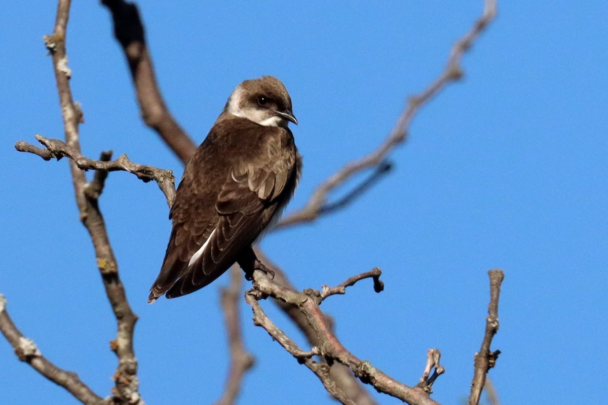 Brown-chested Martin - ML647307474
