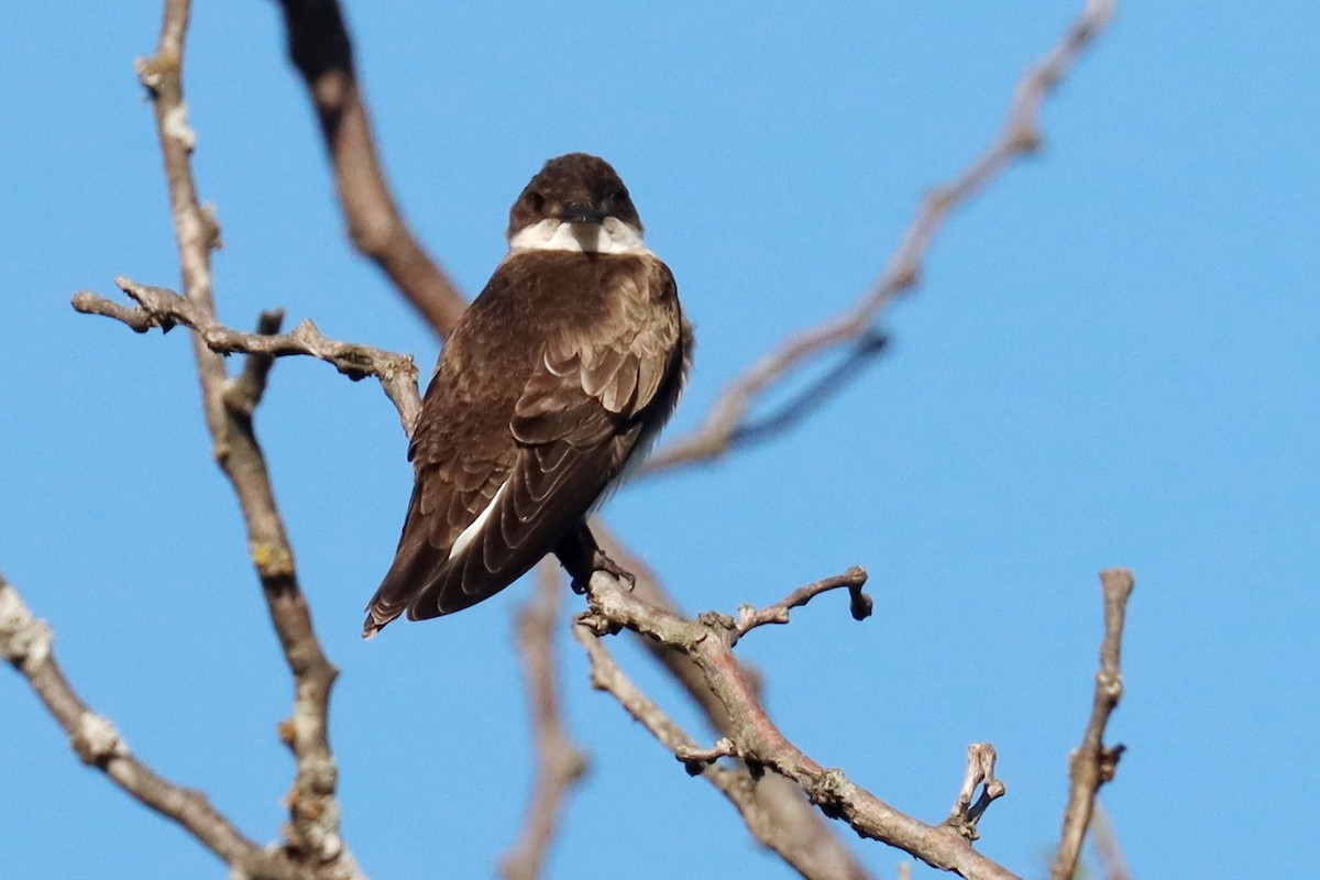 Brown-chested Martin - ML647307475