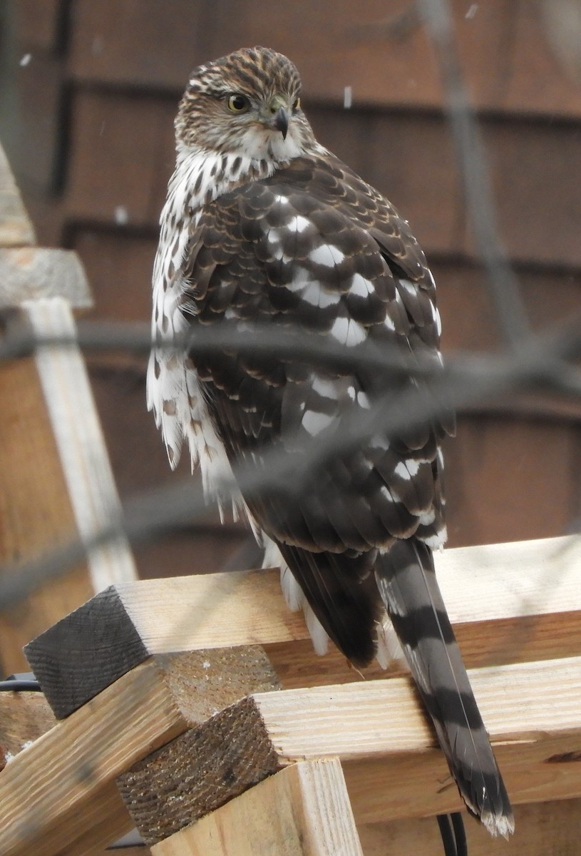Cooper's Hawk - ML647307476
