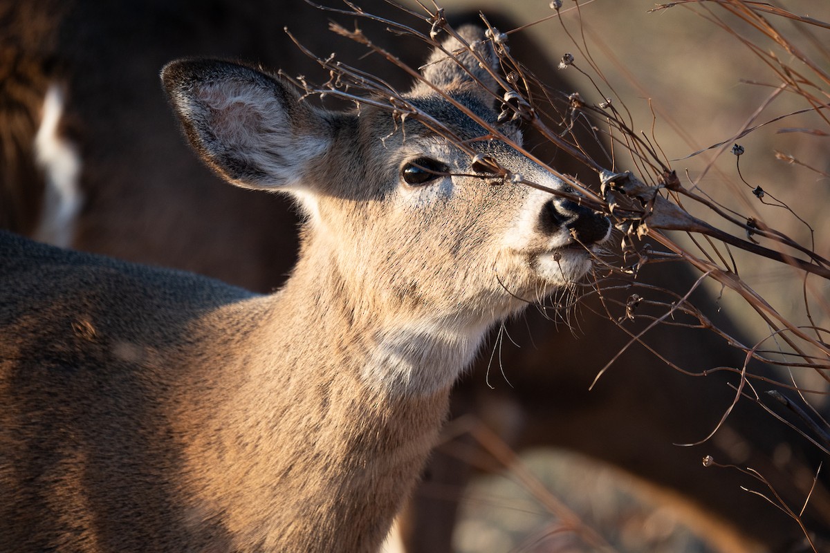 White-tailed Deer - ML647307478