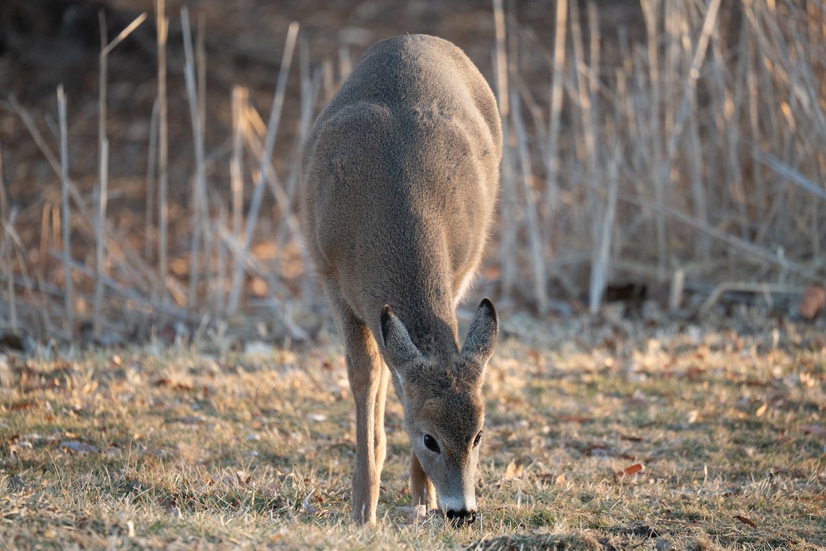 White-tailed Deer - ML647307479