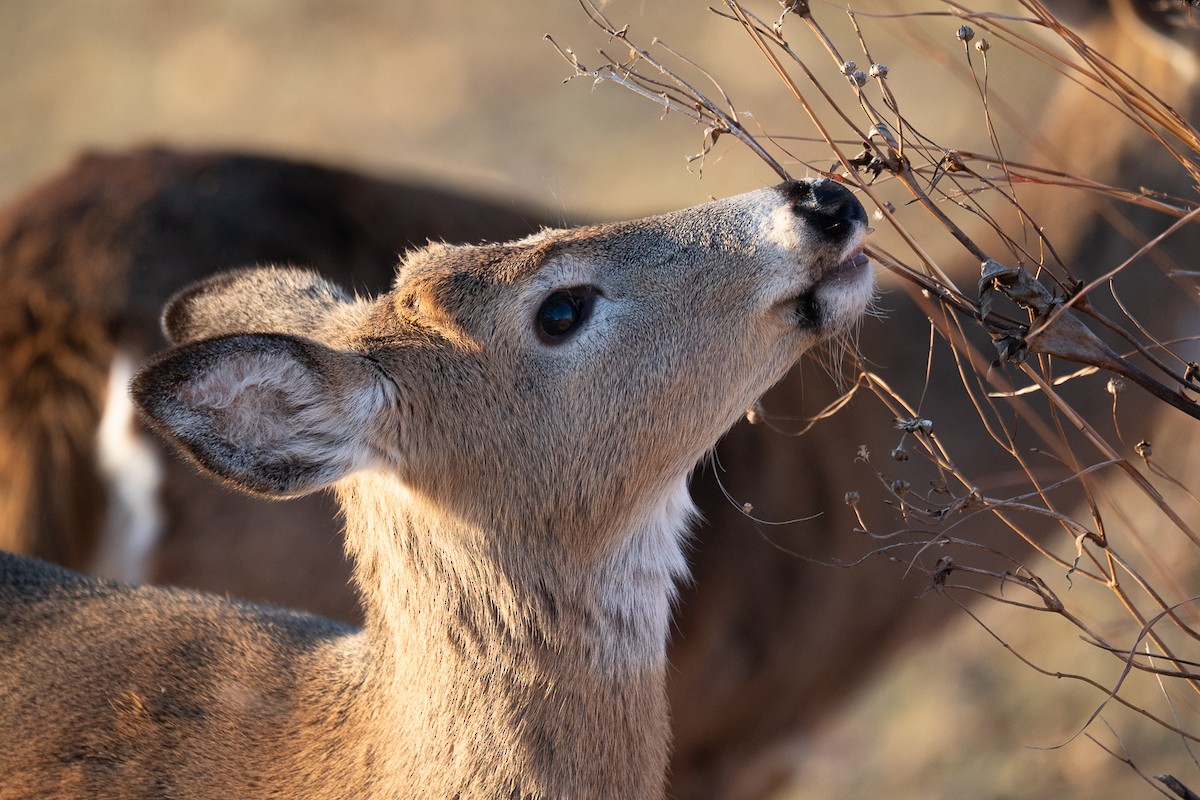 White-tailed Deer - ML647307480