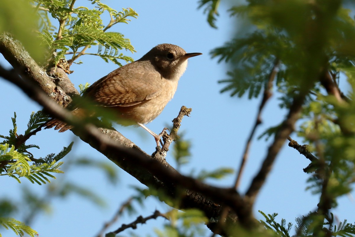 Southern House Wren - ML647307492