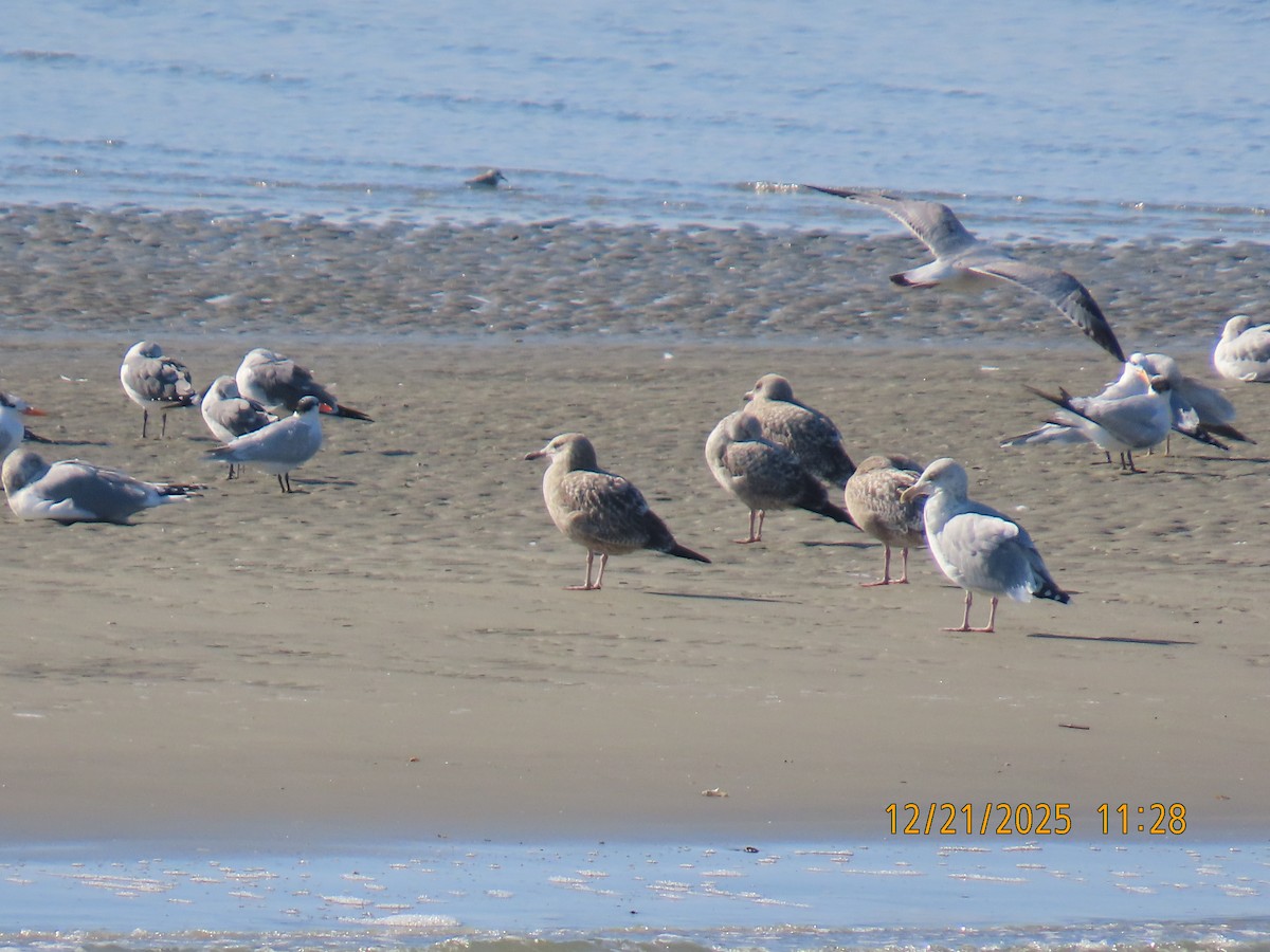 American Herring Gull - ML647307496