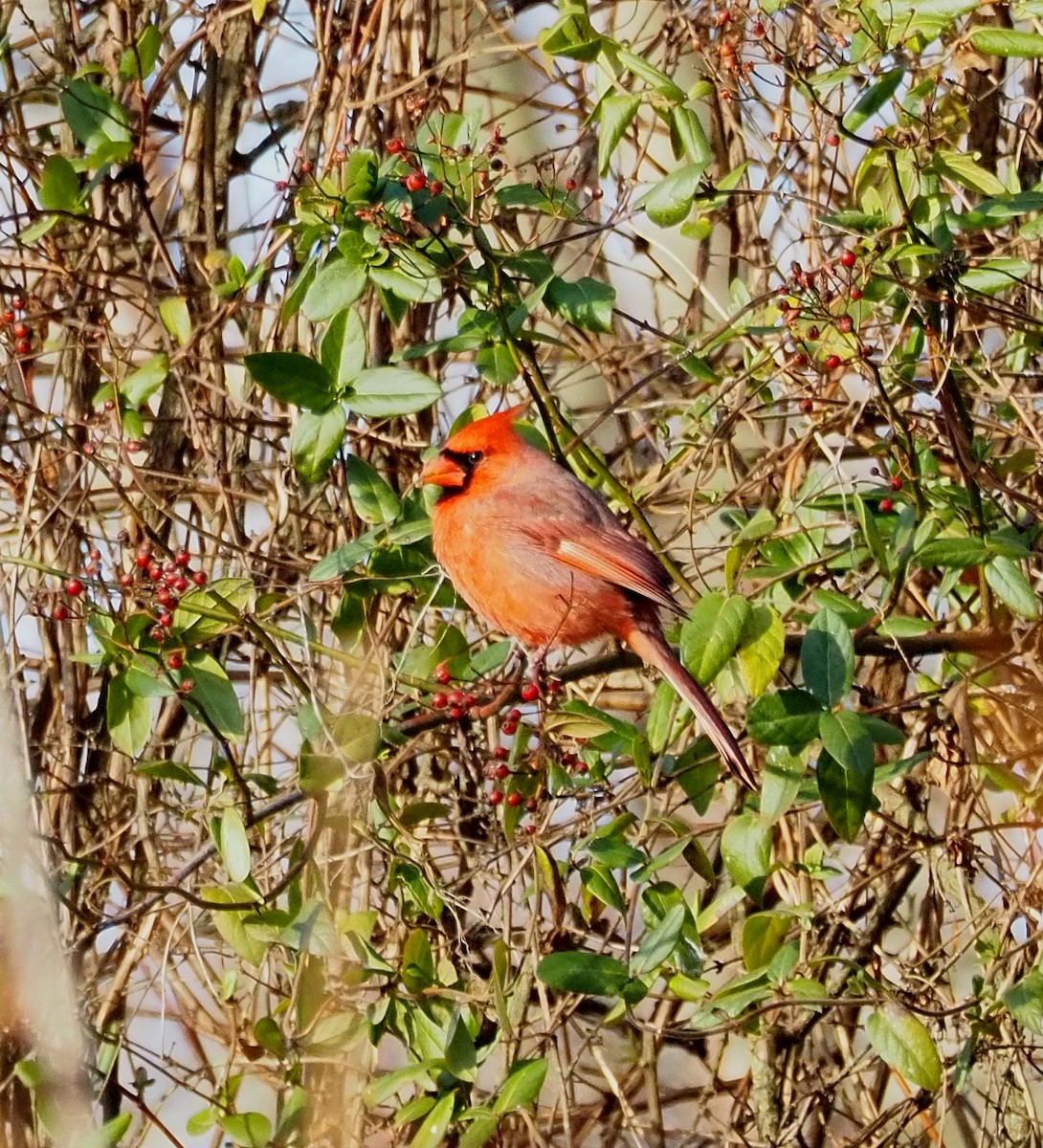 קרדינל צפוני - ML647307501