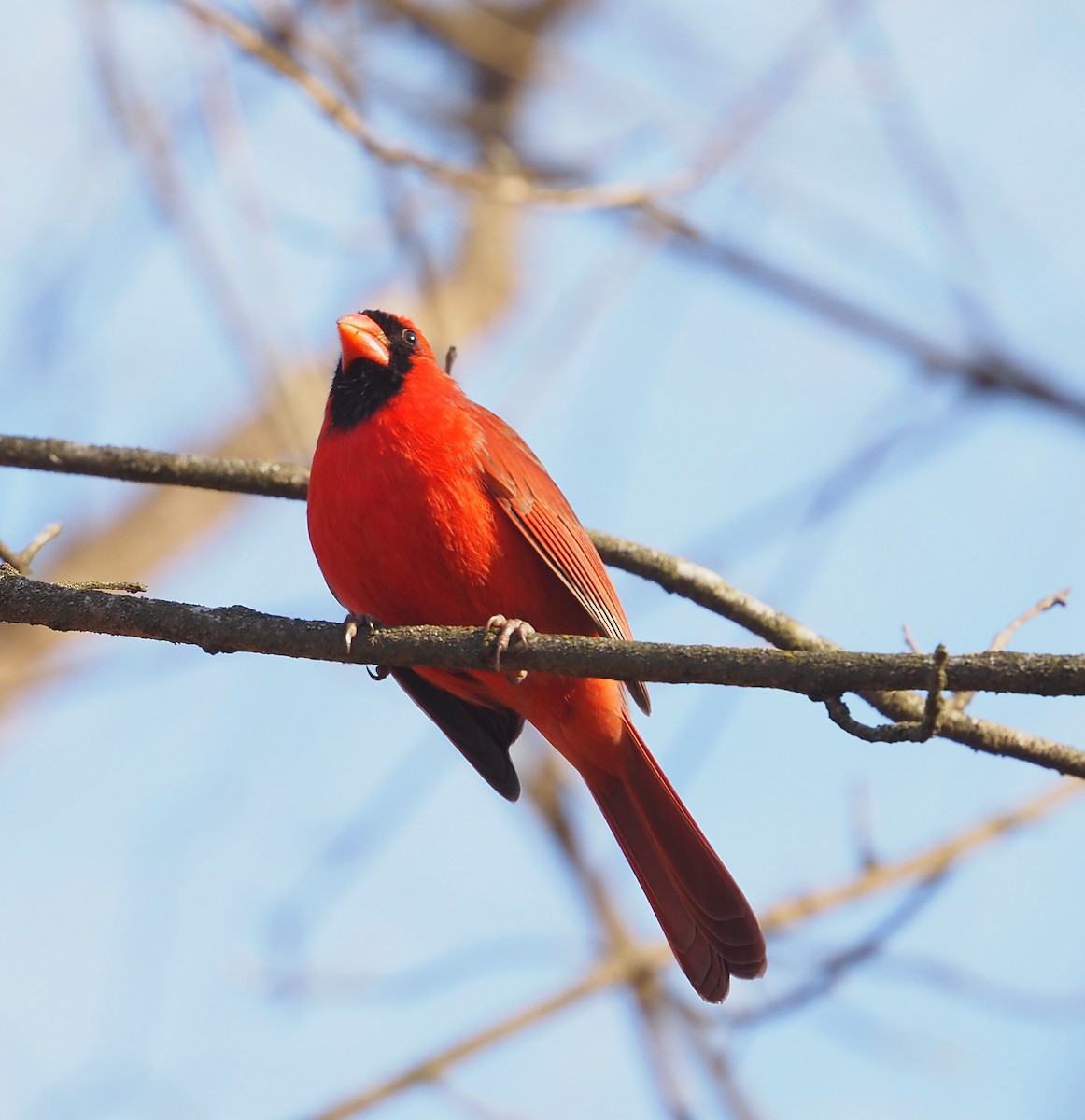 קרדינל צפוני - ML647307502