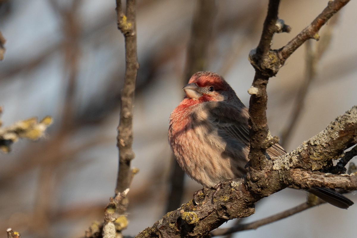 House Finch - ML647307513