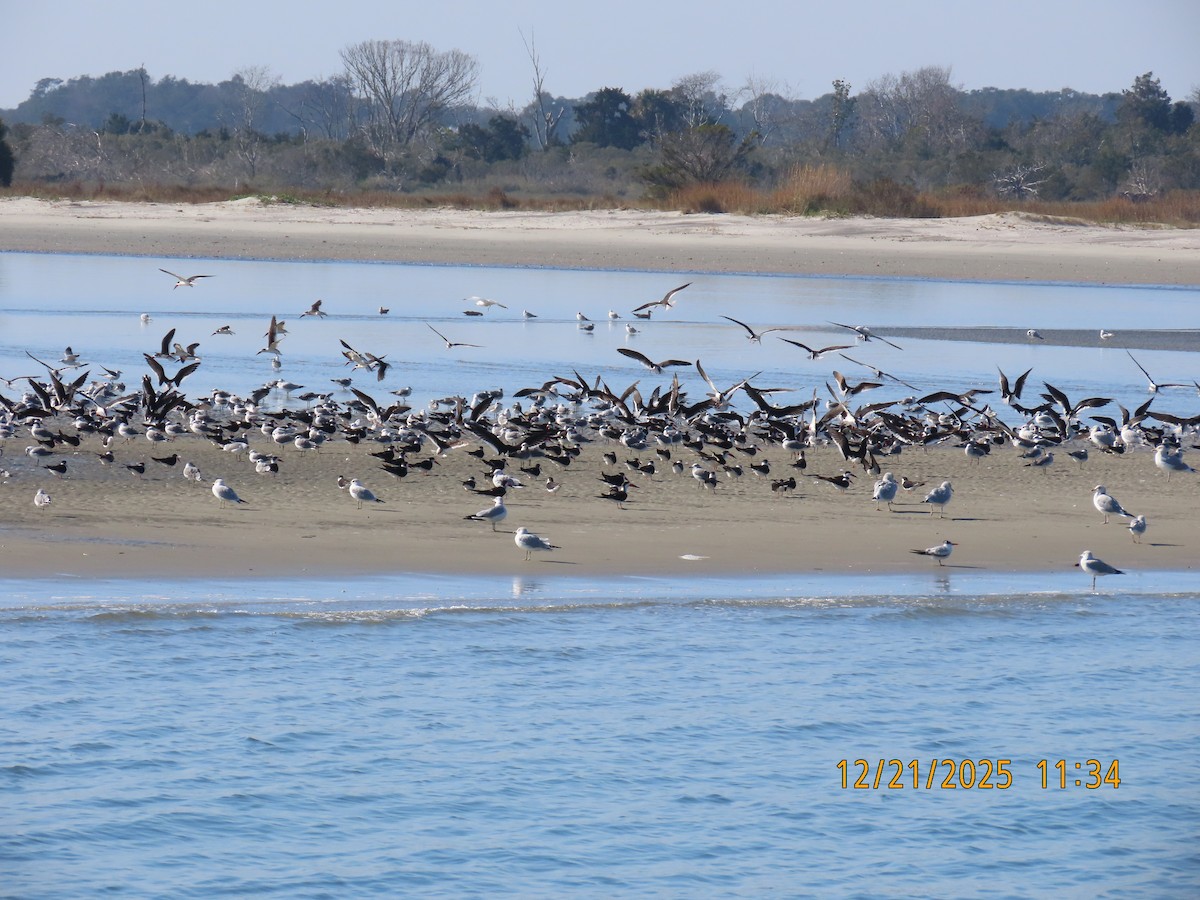 Black Skimmer - ML647307518