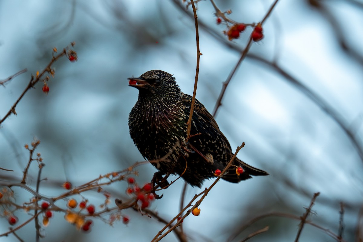 European Starling - ML647307521