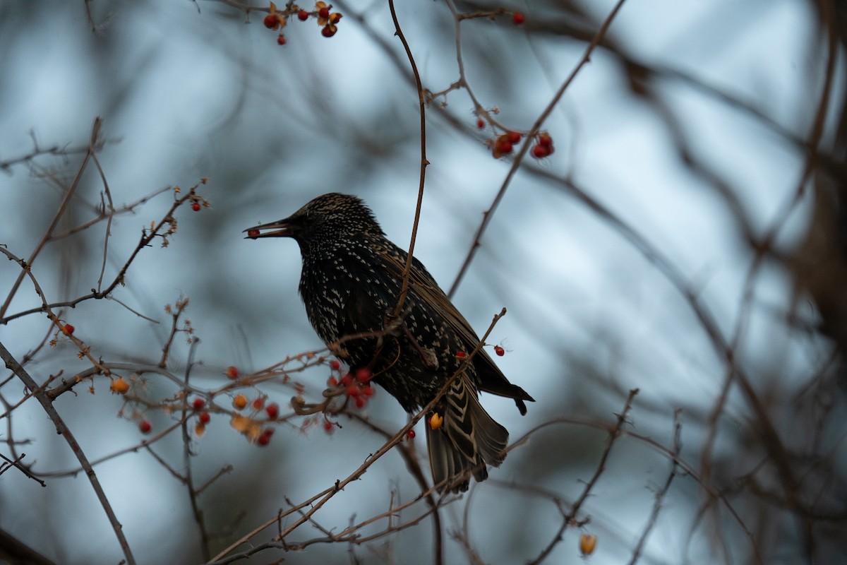 European Starling - ML647307522