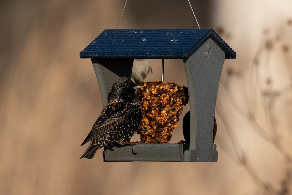 European Starling - ML647307523