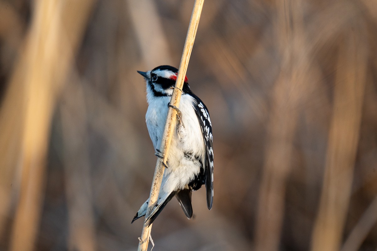 Downy Woodpecker - ML647307529