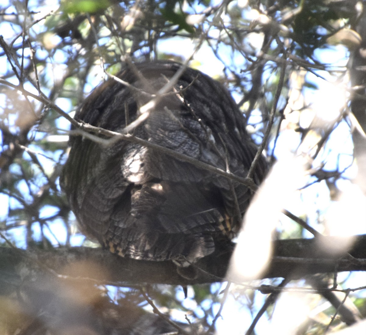 Búho Chico - ML647307533