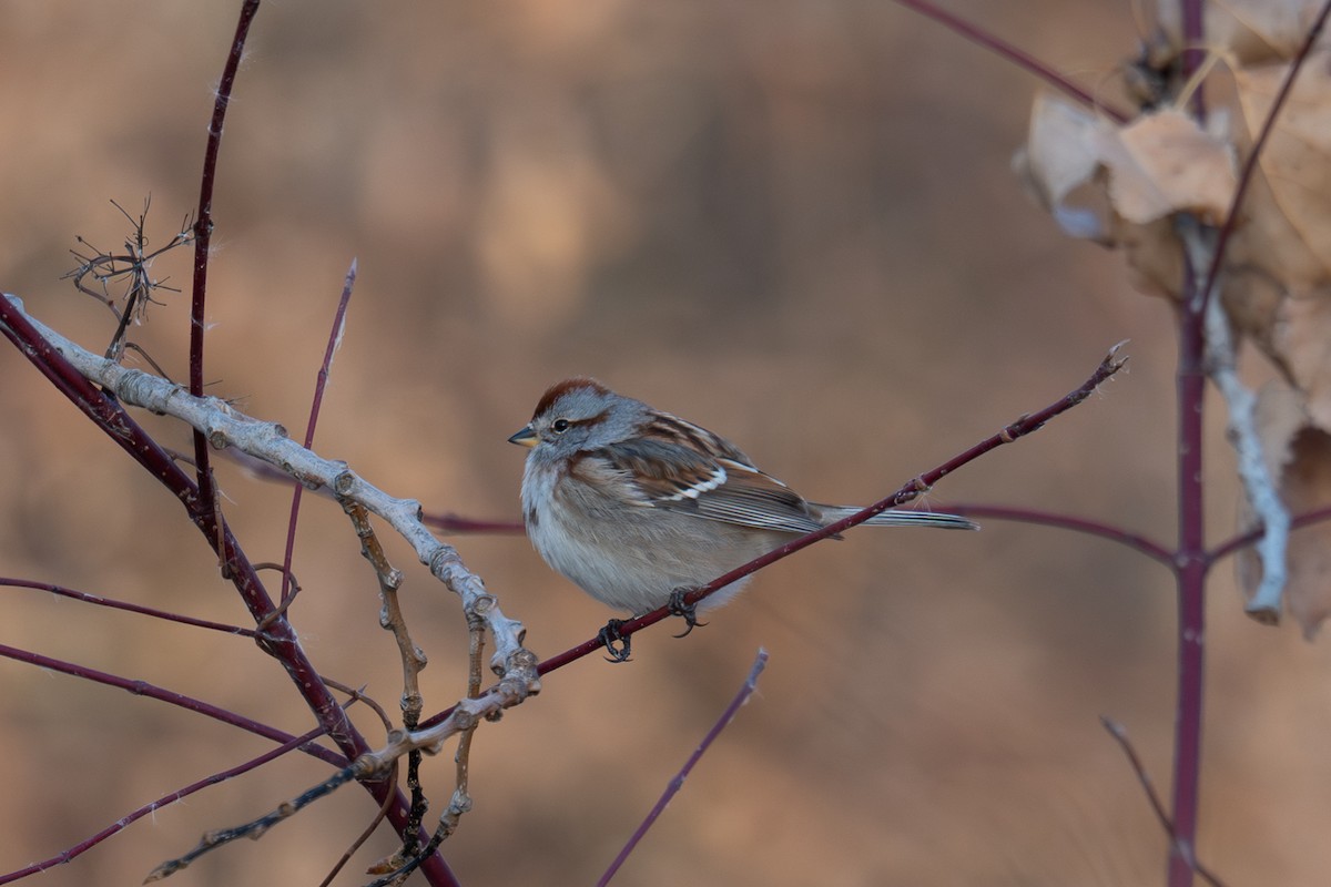 American Tree Sparrow - ML647307534